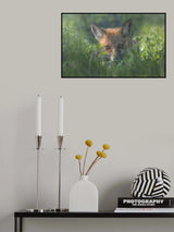 Red fox Poster och Canvastavla