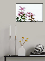 Clematis Blooms - High Key Poster och Canvastavla