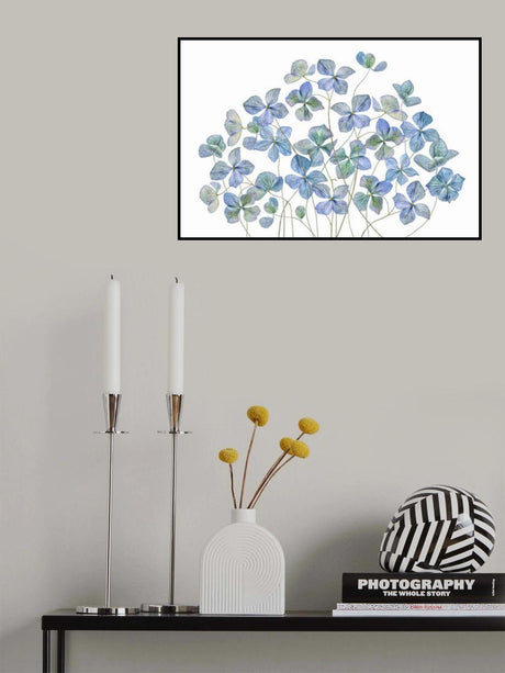 Hydrangea Poster och Canvastavla