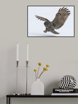 Owl Wings Poster och Canvastavla