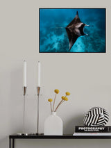 Manta fly!!! Poster och Canvastavla