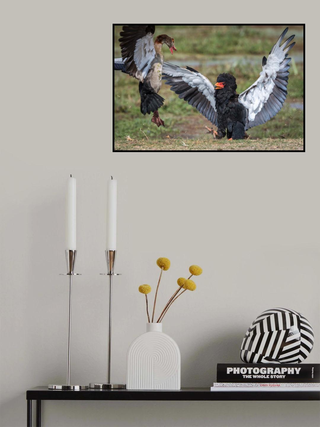 The goose vs. the eagle Poster och Canvastavla