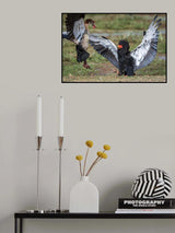 The goose vs. the eagle Poster och Canvastavla