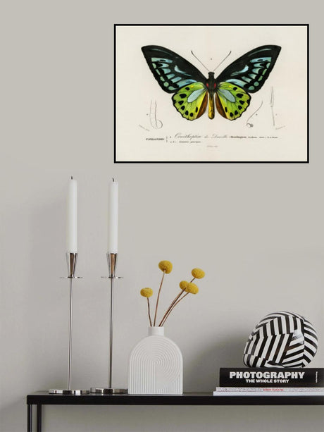 Green Birdwing Butterfly Poster och Canvastavla