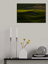 Solitary Tree in Rolling Wheat Poster och Canvastavla