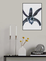 Orchid Poster och Canvastavla