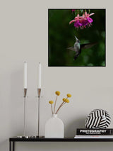 Hummingbird Poster och Canvastavla