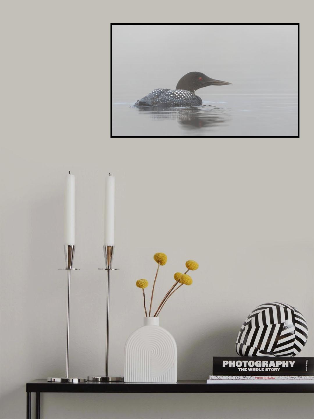 Common loon in early morning fog Poster och Canvastavla