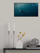 Dolphins hunting (Sardine ) Poster och Canvastavla