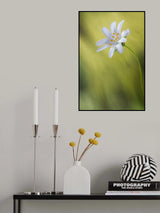 Stitchwort Poster och Canvastavla
