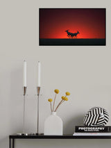 Topi in the Sunset Poster och Canvastavla