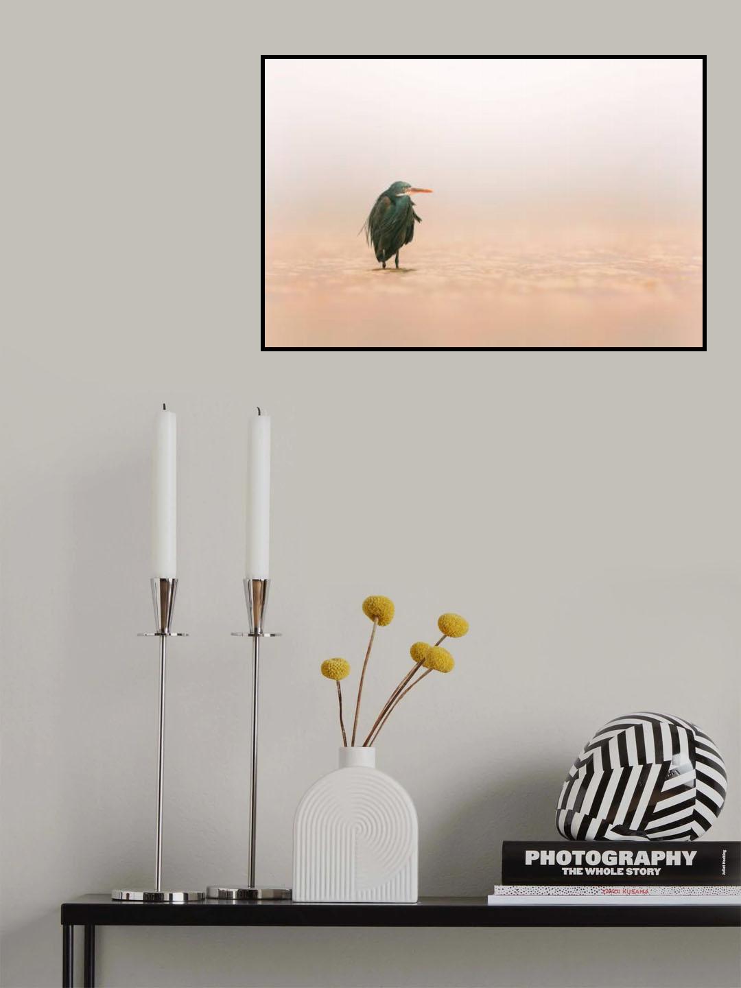 Western Reef Heron Poster och Canvastavla
