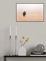 Western Reef Heron Poster och Canvastavla