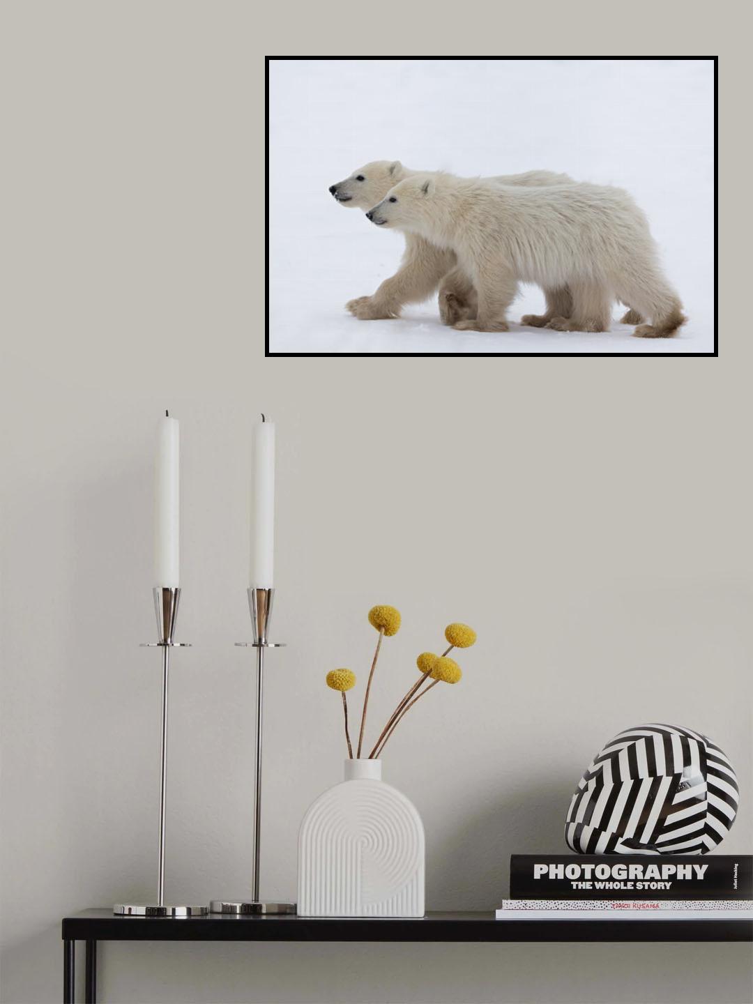 COY Cub of the year Poster och Canvastavla