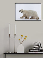 COY Cub of the year Poster och Canvastavla