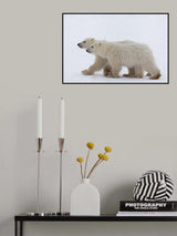 COY Cub of the year Poster och Canvastavla