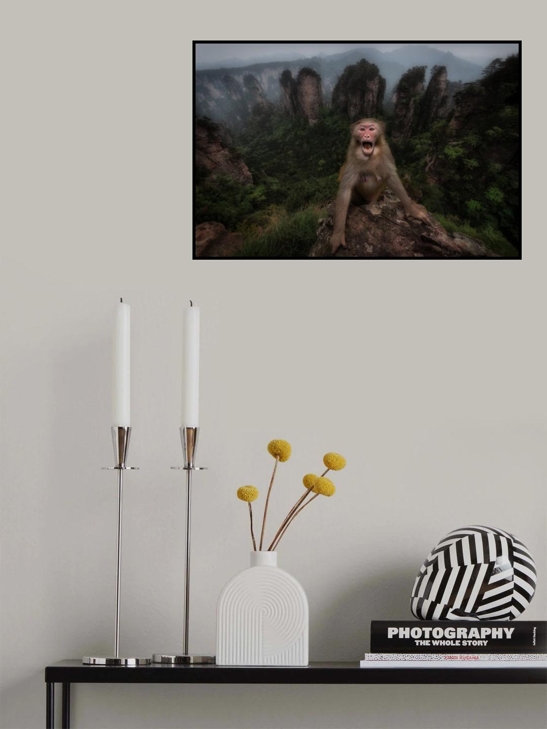 Macaco rhesus Poster och Canvastavla