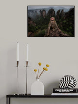 Macaco rhesus Poster och Canvastavla