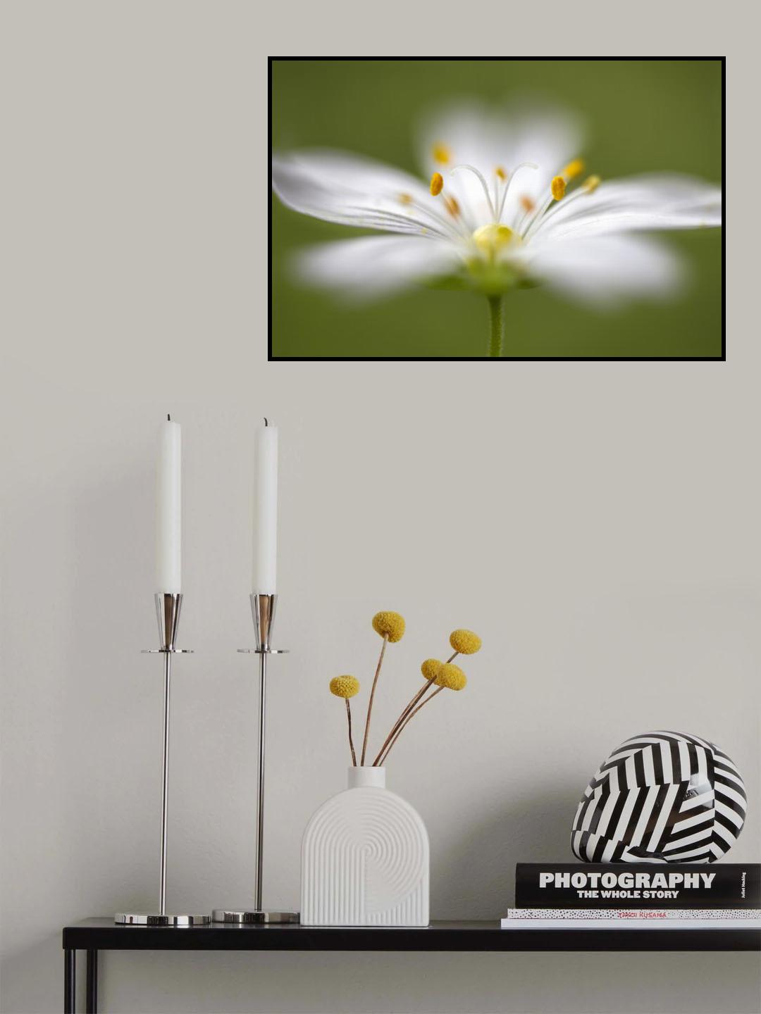 Softly Stitchwort Poster och Canvastavla