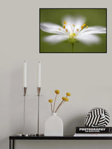 Softly Stitchwort Poster och Canvastavla