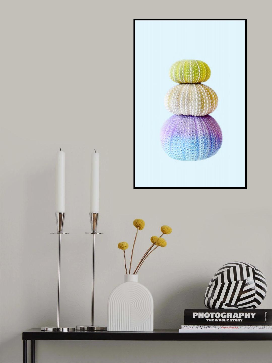 Sea Urchins Poster och Canvastavla