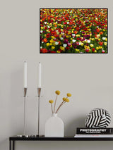 colorful tulips Poster och Canvastavla