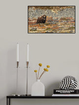 Muskox watching Poster och Canvastavla