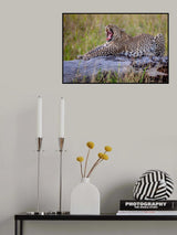 Yawn ! Poster och Canvastavla