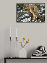 Leopard with prey Poster och Canvastavla
