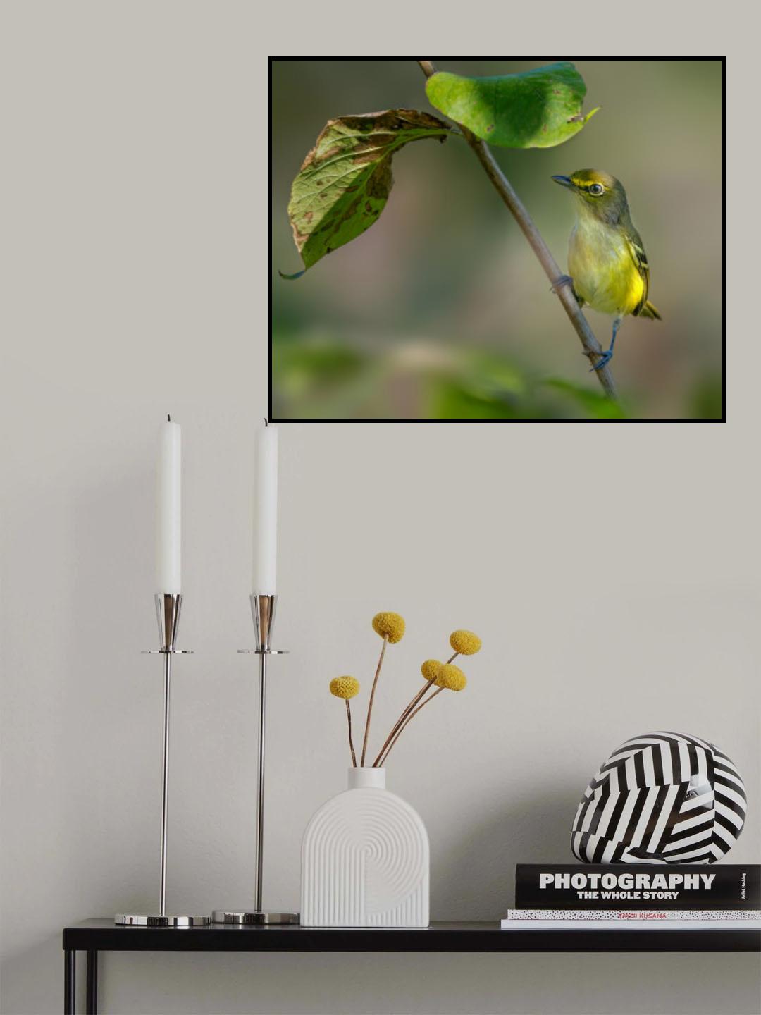 White eyed vireo Poster och Canvastavla