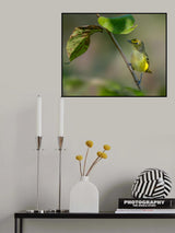 White eyed vireo Poster och Canvastavla