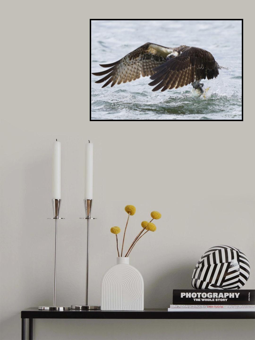 Osprey Poster och Canvastavla