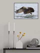 Osprey Poster och Canvastavla