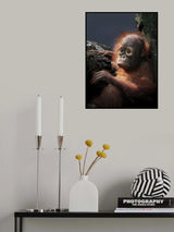 Borneo orangutan Poster och Canvastavla