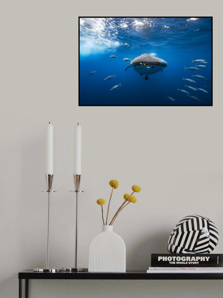 Whale shark escorted by a school of bonito Poster och Canvastavla
