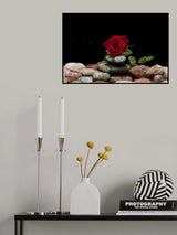 red rose Poster och Canvastavla