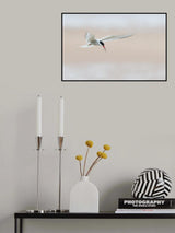 Tern with fish by the beach Poster och Canvastavla