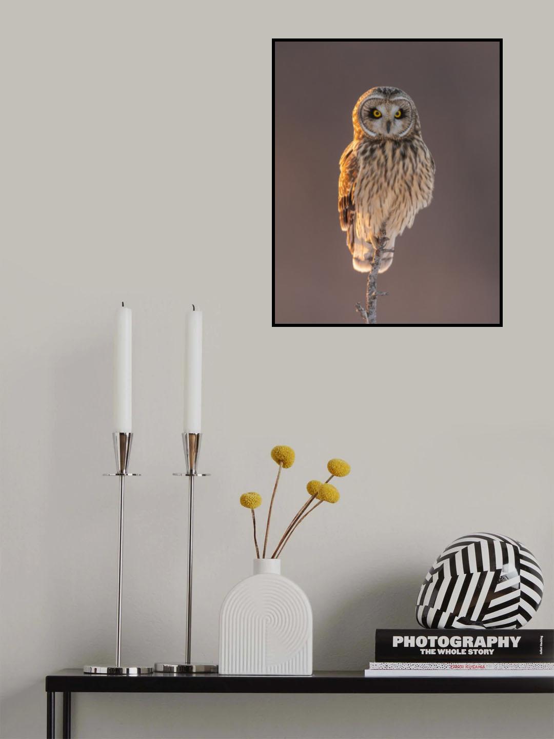 Short-eared Owl Poster och Canvastavla