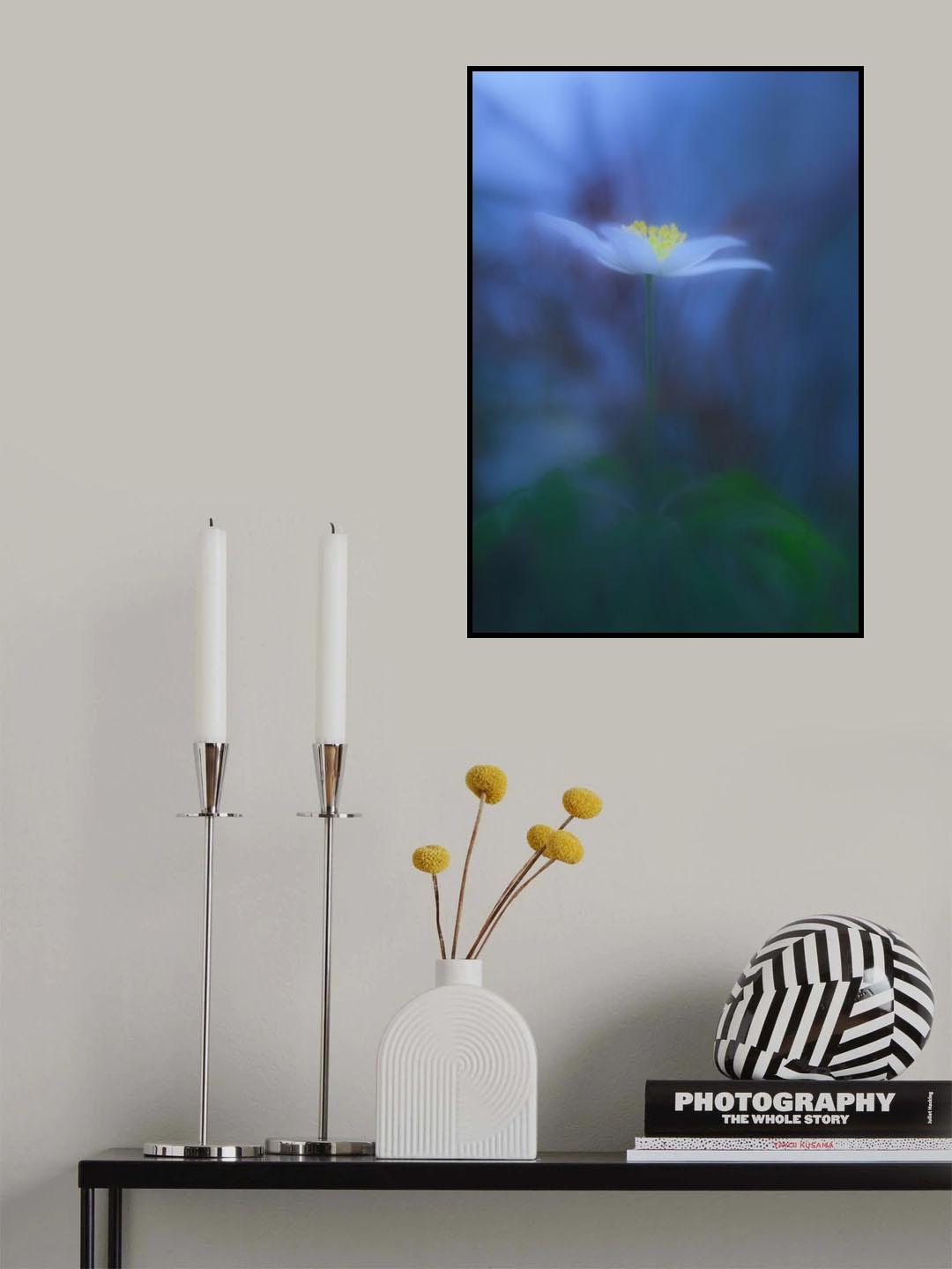 Wood anemone Poster och Canvastavla