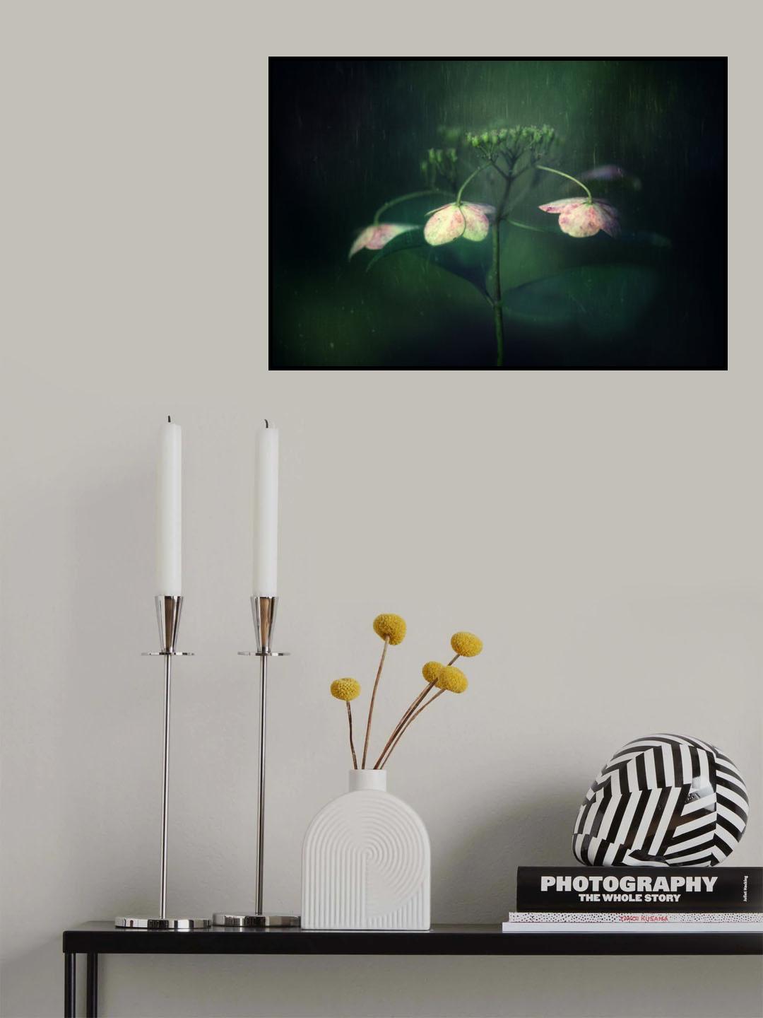 Withe hydrangea Poster och Canvastavla