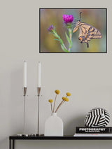Surprise by Papilio Poster och Canvastavla