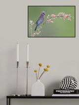 Arizona morning Poster och Canvastavla