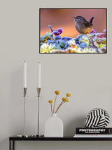 Wren in the ice Poster och Canvastavla