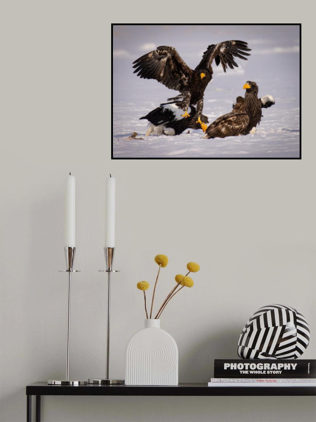 White-tailed Eagle Poster och Canvastavla