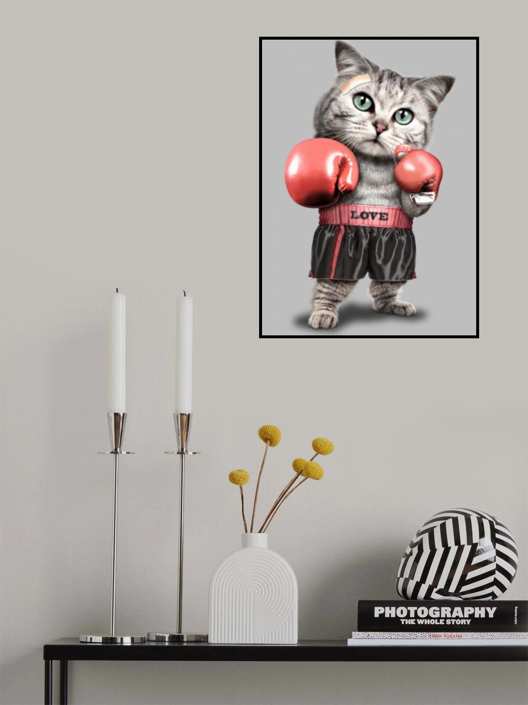 boxing cat Poster och Canvastavla