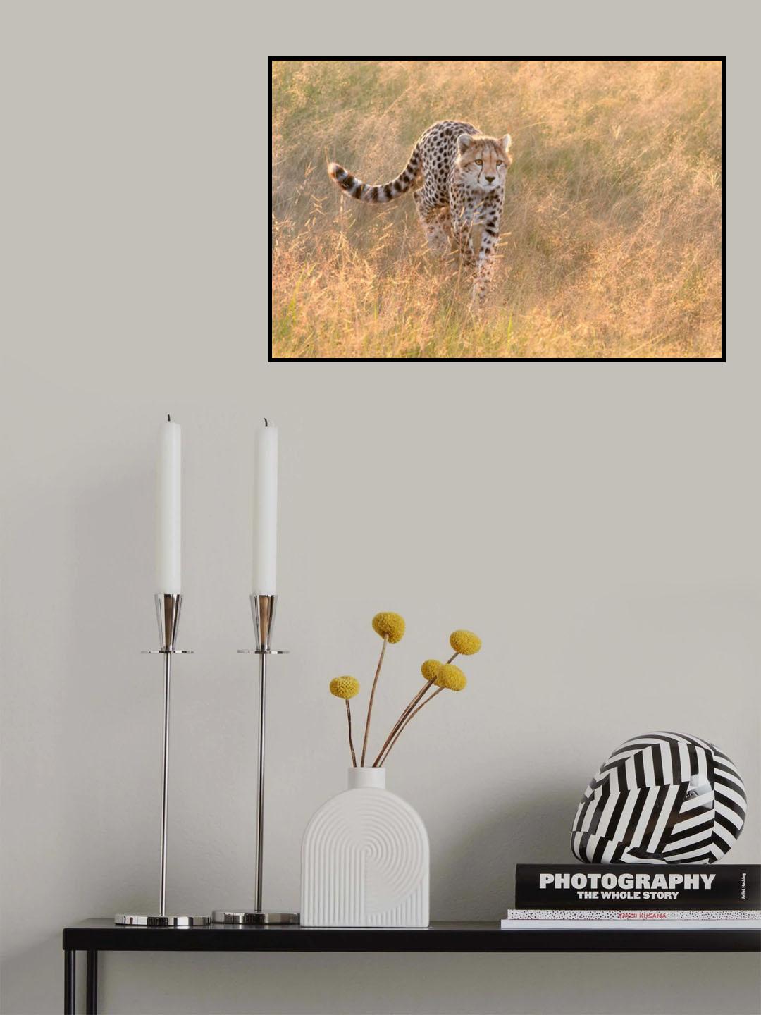 Cheetah Bathing in the Sunrise Poster och Canvastavla