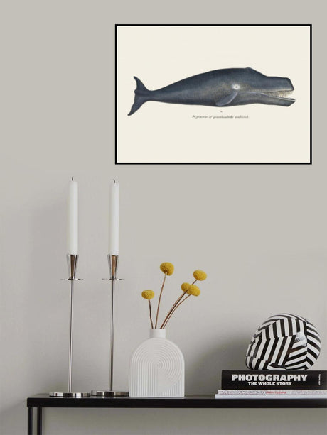 Whale I Antique Handcolored Sealife Lithograph 1824 Poster och Canvastavla