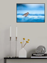 Dunlin during autumn migration Poster och Canvastavla