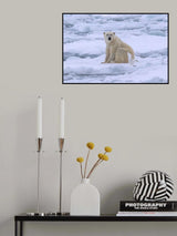 Polar Bear and Ivory Gull on Sea Ice Poster och Canvastavla