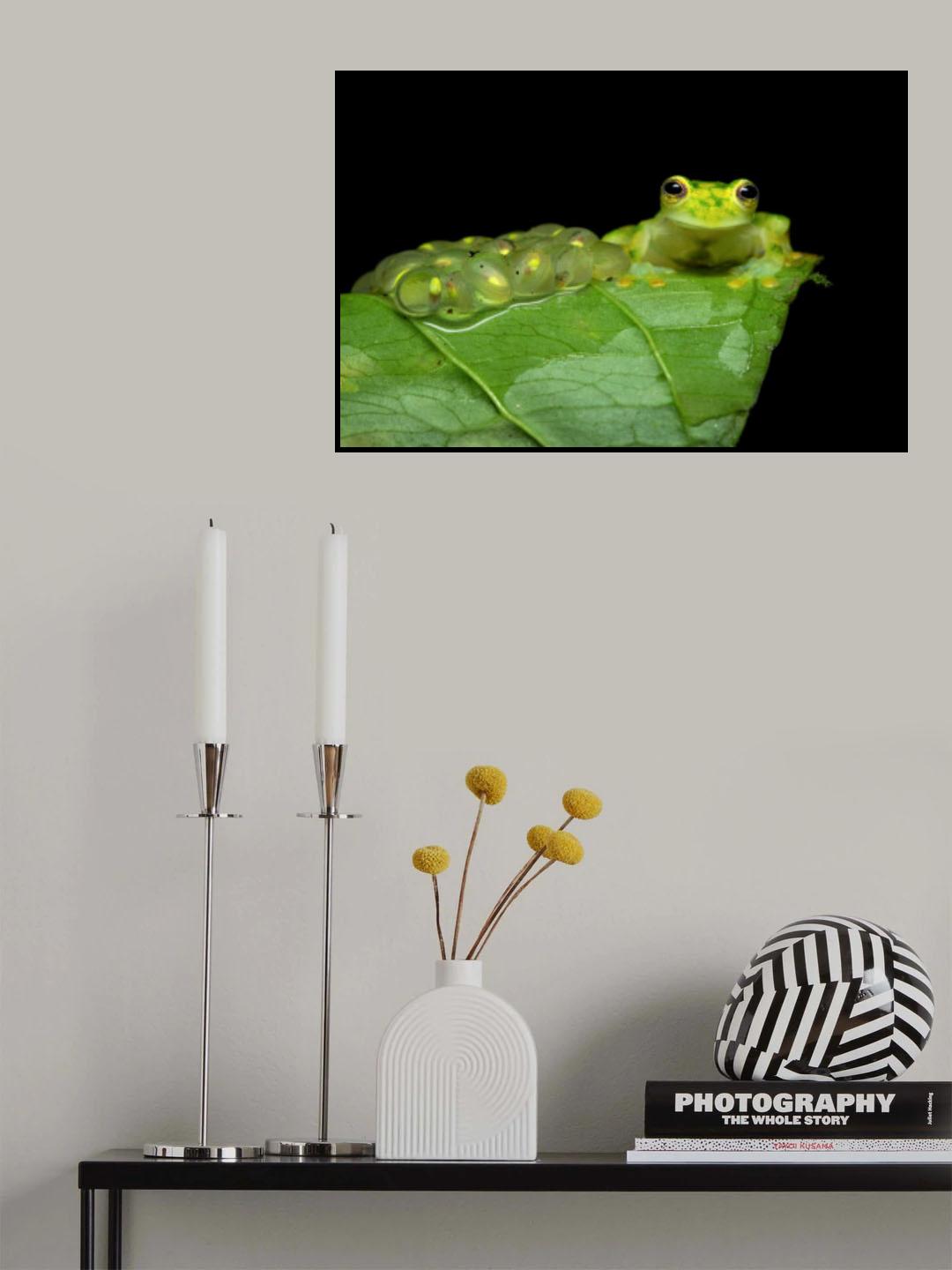 Reticulated glass frog Poster och Canvastavla